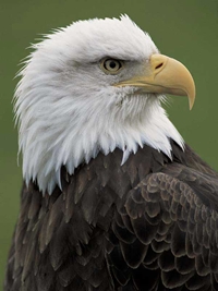 Bald Eagle Tours - BC Canada - Whistler Blackcomb Resort Eagle Tour Information