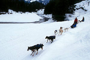 Whistler Activities - Whistler dogsledding tours - BC Canada - Whistler Blackcomb Resort Activity Information